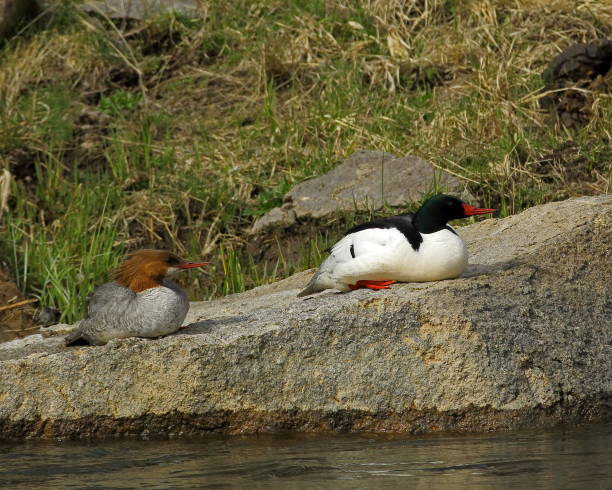 istock Common Merganser Drake and Hen 1083879636