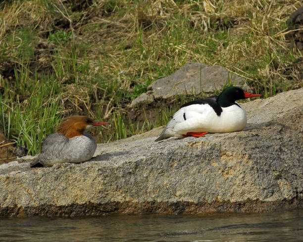 istock Common Merganser Drake and Hen 1083879650