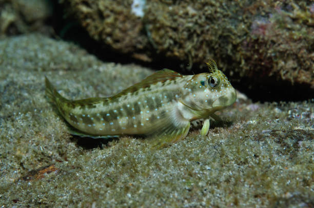 istock Peacock Blenny, Bundaberg, Queensland, Australia 1083879714