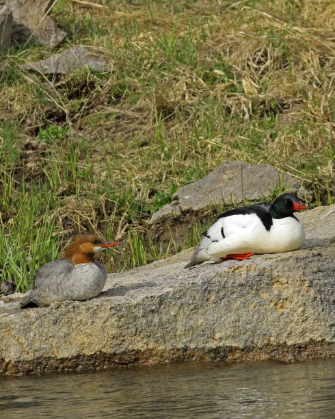 istock Common Merganser Drake and Hen 1083880012