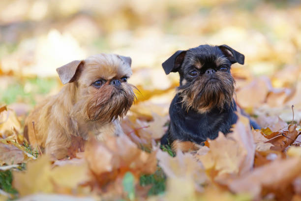 istock Brussels Griffon dogs (Griffon Bruxellois and Griffon Belge) lying outdoors in fallen maple leaves in autumn 1083880150