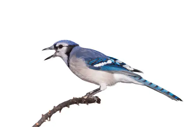 A bluejay, with its black beak wide open, screams while perched on a branch, white background.