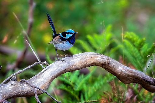 Superb Fairy Wren perched on a branch