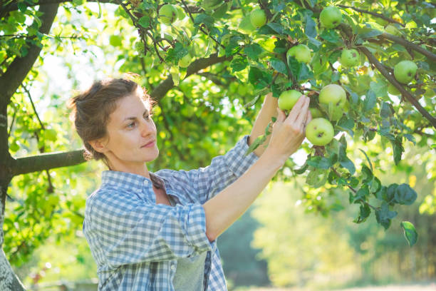 istock Woman picking up apples off of tree 1083885880