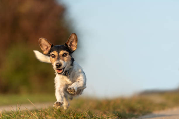 Jack Russell Terrier is running in front of blue sky over a path small  dog is running and flies over a green meadow in sommer in front of blue sky - Jack Russell Terrier Hound 9 years old agility animal canine sports race stock pictures, royalty-free photos & images
