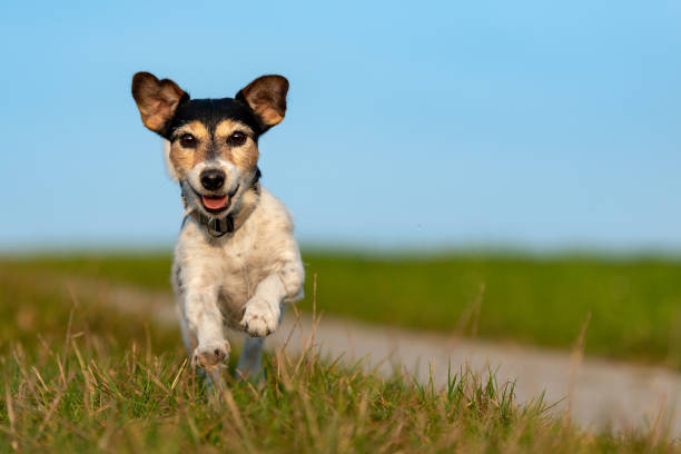 istock Jack Russell Terrier is running in front of blue sky over a path 1083887504
