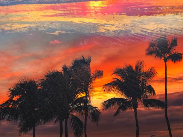 istock Palm Tree Silhouettes on Sunset Shore 1083887566