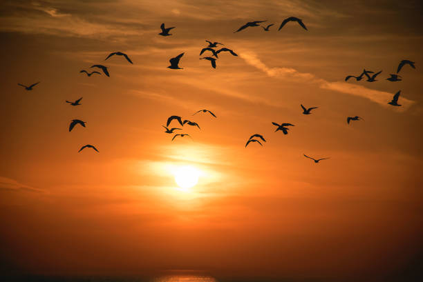 istock seagull flock in sunset sky over Lake Michigan 1083891548