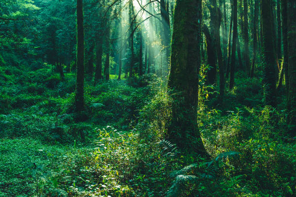 raggi del sole nella foresta - lussureggiante foto e immagini stock