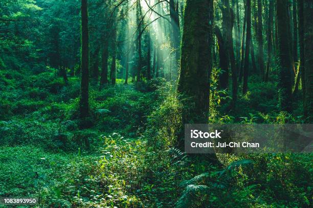 Stralen Van De Zon In Het Bos Stockfoto en meer beelden van Woud - Woud, Groene kleuren, Weelderige plantengroei