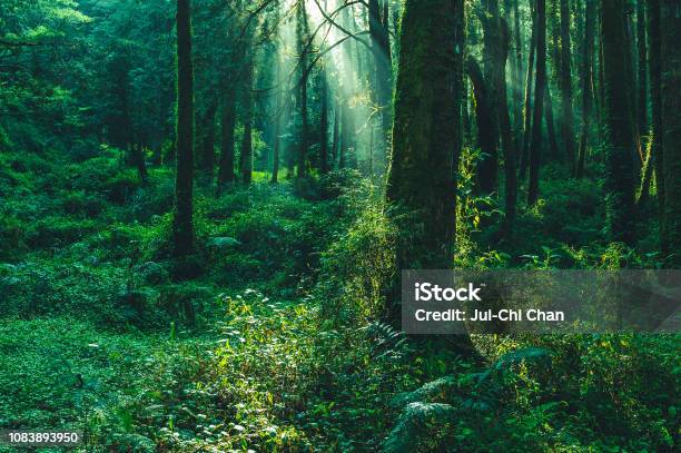 Sun Beams In The Forest Stock Photo - Download Image Now - Forest, Woodland, Green Color