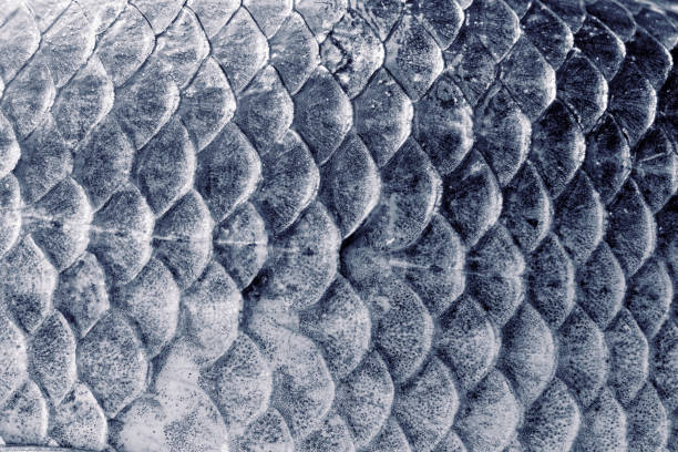 istock Crucian carp scales, natural texture, toned 1083897196