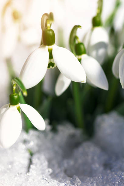 un tas de perce-neige dans la neige. - flower snow winter close up photos et images de collection