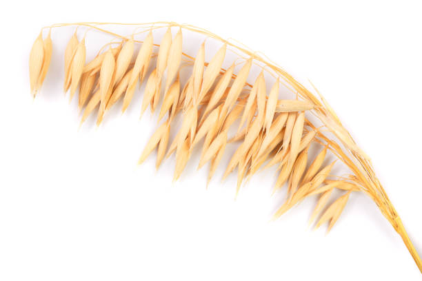 istock oat spike or ears isolated on white background close-up 1083899488