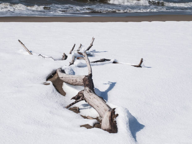 istock A tree trunk at the beach in the snow 1083906630