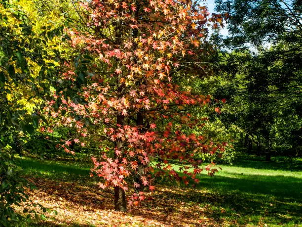 Acer palmatum tree