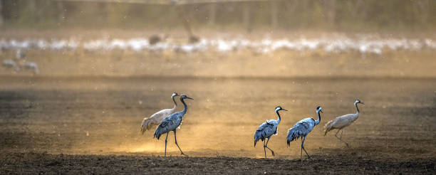 istock Cranes  in a arable field at sunrise. 1083919674