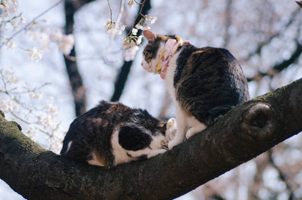istock Cats on cherry tree in Ueno Park, Tokyo, Japan 1083919974