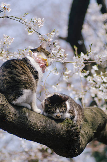 istock Cats on cherry tree in Ueno Park, Tokyo, Japan 1083919980