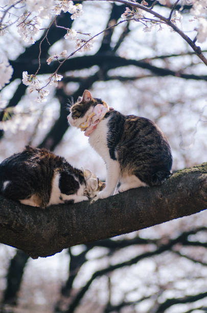 istock Cats on cherry tree in Ueno Park, Tokyo, Japan 1083920006