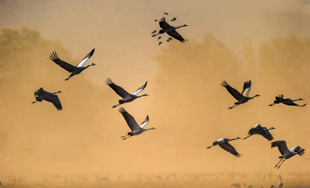 istock The silhouettes of cranes in flight. 1083921396