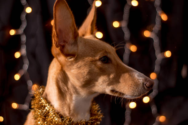 istock dog posing for the christmas and colours light 1083926186