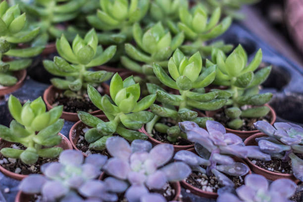 istock Succulent plants detail photograph 1083926236