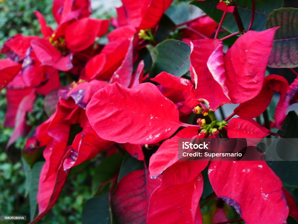Foto de Fundo Flor Vermelha No Natal e mais fotos de stock de Agricultura - Agricultura, Alemanha, Arbusto - iStock Foto de Fundo Flor Vermelha No Natal e mais fotos de stock de Agricultura - Agricultura, Alemanha, Arbusto - iStock