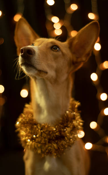 istock beautiful dog posing for the christmas and colours light 1083928152