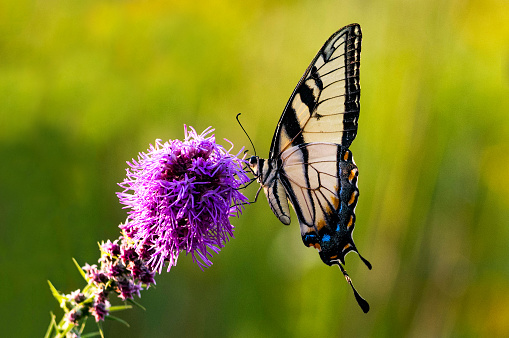 Western Tiger Swallowtail Butterfly sitting on purple flower with green background.