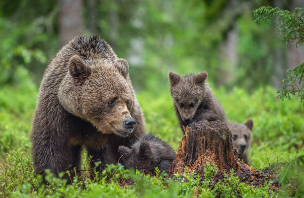 istock She-bear and bear-cubs  in the summer forest. 1083933658