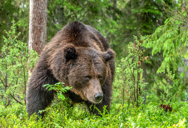 istock Adult Brown Bear. 1083933984