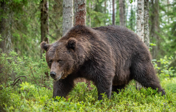 istock Adult Male Brown Bear. 1083933986