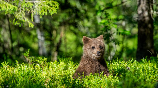 istock Brown bear cub in the summer forest. 1083935908
