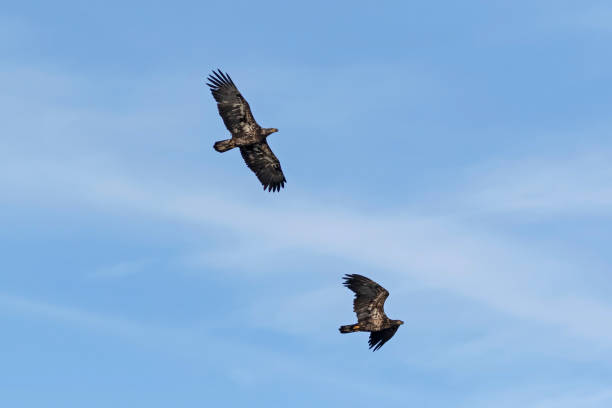 istock Bird juvenile bald eagles flying in the morning sky 1083935928