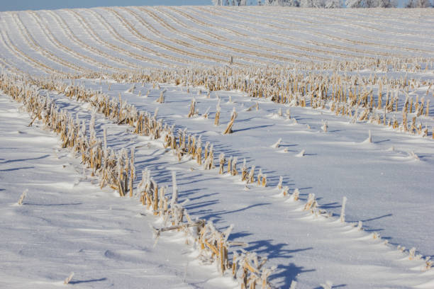 campo di mais raccolto - corn snow field winter foto e immagini stock