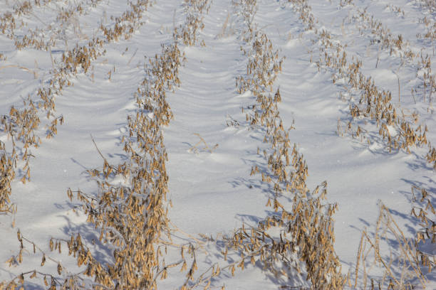 drifted soybeans - drifted imagens e fotografias de stock