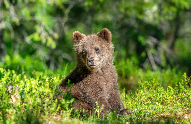 istock Brown bear cub in the summer forest. 1083939916