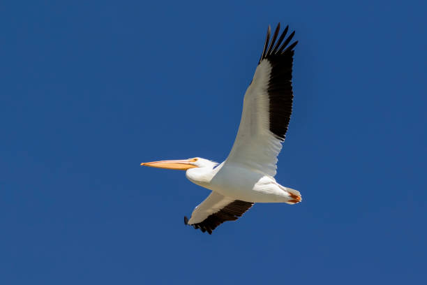istock Pelican flying high above a California lake 1083941008