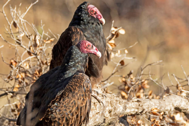 istock Bird pair of turkey vultures on tree limb perch 1083941038