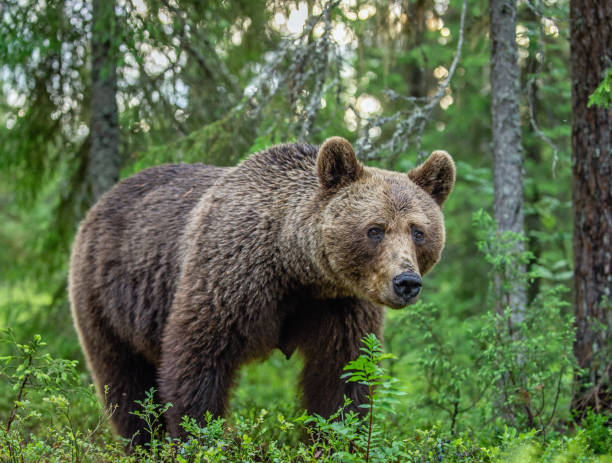 istock Adult Male Brown Bear. 1083941110