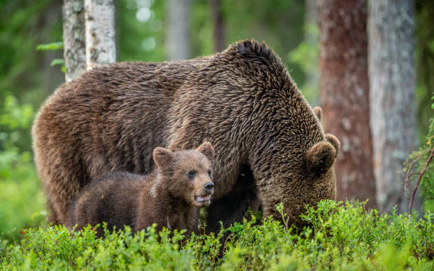 istock She-bear and bear-cubs  in the summer forest. 1083941114