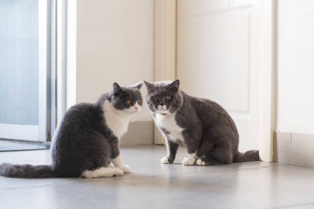 istock Two British short-haired cats, indoor shooting 1083941182