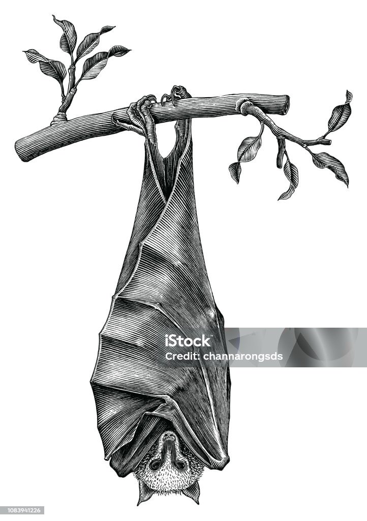 Antique Of Bat Hand Draw Vintage Engraving Style Isolated On White  Background Stock Illustration - Download Image Now - iStock