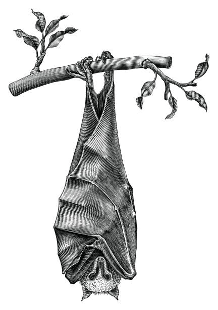 76,848 Bat Animal Illustrations & Clip Art - iStock | Bat animal cute, Bat  animal isolated, Brown bat animal