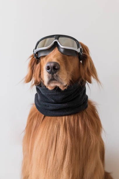 istock The Golden Hound is wearing a ski mirror. 1083941232