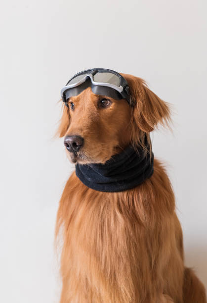 istock The Golden Hound is wearing a ski mirror. 1083941234