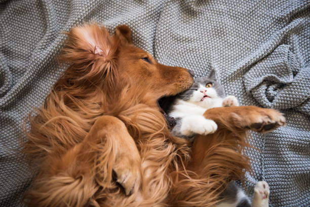 istock The Golden Hound and the kitten are playing. 1083941356