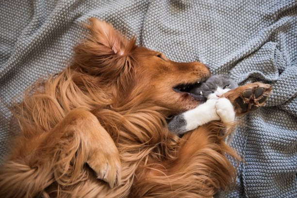 istock The Golden Hound and the kitten are playing. 1083941366