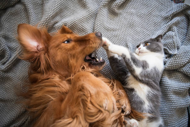 istock The Golden Hound and the kitten are playing. 1083941368